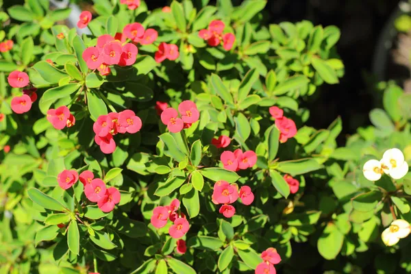 Euphorbia milli Desmoul - flores rojas . — Foto de Stock